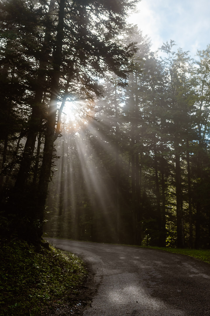 De zon schijnt door de mistige bomen heen op Col du Coq in Frankrijk